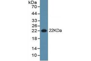 Western Blotting (WB) image for Interleukin 1, beta (IL1B) ELISA Kit (ABIN6574167)