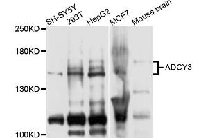 Western blot analysis of extracts of various cell lines, using ADCY3 antibody (ABIN5975661) at 1/1000 dilution.