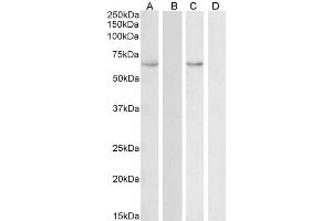 ABIN1590134 (0. (HSPA13 抗体  (AA 83-95))