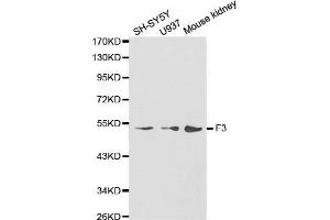 Western blot analysis of extracts of various cell lines, using F3 antibody. (Tissue factor 抗体)