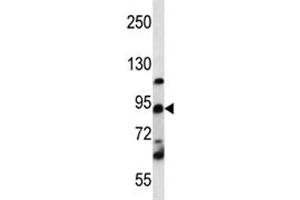 UBF1 / UBF antibody western blot analysis in K562 lysate. (UBTF 抗体  (AA 631-660))