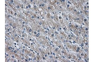 Immunohistochemical staining of paraffin-embedded pancreas tissue using anti-HDAC10mouse monoclonal antibody. (HDAC10 抗体)