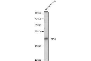 Western blot analysis of extracts of mouse kidney, using MAX antibody (ABIN3023069, ABIN3023070, ABIN3023071 and ABIN6219375) at 1:500 dilution. (MAX 抗体  (AA 1-160))