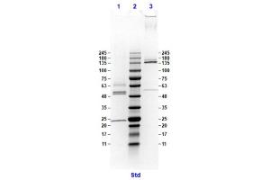 Coomassie stained SDS-PAGE results using Anti-Hemagglutinin (HA) (Mouse) Monoclonal Antibody clone 20E8 separated in a 4-20 % gradient gel.