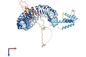 AlphaFold protein structure predicition of Human Recombinant LRRD1 Protein, UniprotID A4D1F6 (LRRD1 Protein (AA 1-860) (His tag))