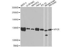 Western blot analysis of extracts of various cell lines, using XPO5 antibody (ABIN5974114). (XPO5 抗体)