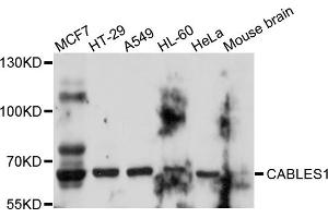 Western blot analysis of extracts of various cell lines, using CABLES1 antibody. (CABLES1 抗体)