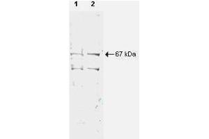 Western blot using  Protein A Purified anti-NRF1 antibody shows detection of a 67-kDa band corresponding to human NRF1 in a (lane 1) HeLa nuclear extract and (lane 2) whole cell lysate (molecular weight marker not shown). (NRF1 抗体  (AA 1-534))