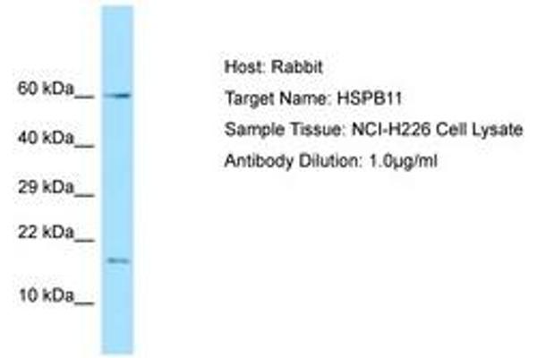 HSPB11 anticorps  (AA 6-55)