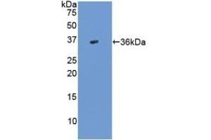 Detection of Recombinant TGFb3, Human using Polyclonal Antibody to Transforming Growth Factor Beta 3 (TGFb3) (TGFB3 抗体  (AA 24-300))
