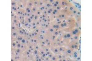 IHC-P analysis of Mouse Tissue, with DAB staining. (CCL22 抗体  (AA 29-92))