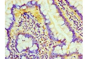 Immunohistochemistry of paraffin-embedded human small intestine tissue using ABIN7158764 at dilution of 1:100 (Lipase A 抗体  (AA 22-399))