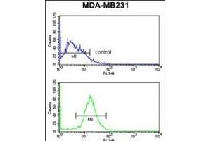 DIRAS1 Antibody (Center) (ABIN653351 and ABIN2842831) flow cytometry analysis of MDA-M cells (bottom histogram) compared to a negative control cell (top histogram). (DIRAS1 抗体  (AA 109-136))
