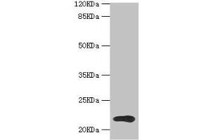 Western blot All lanes: TPD52L1 antibody at 1. (TPD52L1 抗体  (AA 1-144))