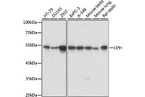 Western blot analysis of extracts of various cell lines, using LIPH antibody (ABIN7268275) at 1:1000 dilution. (LIPH 抗体  (AA 350-450))