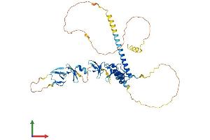 AlphaFold protein structure predicition of Mouse Recombinant Lmx1b Protein, UniprotID O88609