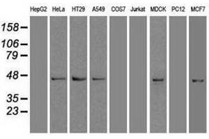 Image no. 3 for anti-SRY (Sex Determining Region Y)-Box 17 (SOX17) (AA 177-414) antibody (ABIN1491030) (SOX17 抗体  (AA 177-414))