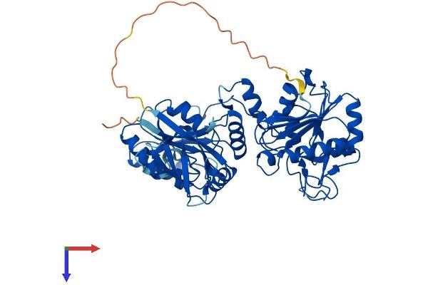 PNKP Protein (AA 1-522) (His tag)