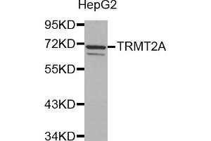 Western Blotting (WB) image for anti-tRNA Methyltransferase 2 Homolog A (TRMT2A) antibody (ABIN1877004) (TRMT2A 抗体)