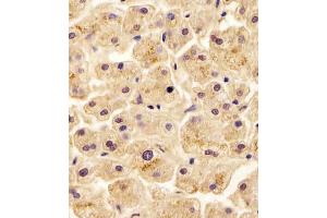 Immunohistochemistry (Paraffin-embedded Sections) (IHC (p)) image for anti-Solute Carrier Family 29 (Nucleoside Transporters), Member 2 (SLC29A2) (AA 1-31) antibody (ABIN6243301)