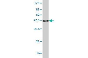 Western Blot detection against Immunogen (45.