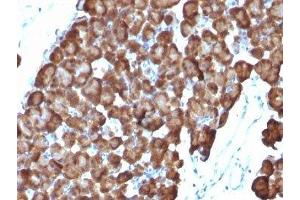Formalin-fixed, paraffin-embedded rat pancreas stained with ODC antibody (ODC1/486) (ODC1 抗体)