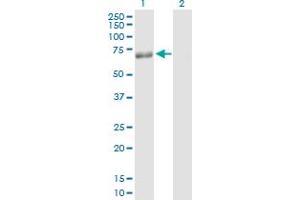Western Blot analysis of PLIN expression in transfected 293T cell line by PLIN MaxPab polyclonal antibody. (PLIN1 抗体  (AA 1-522))