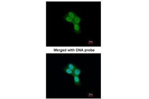 ICC/IF Image Immunofluorescence analysis of paraformaldehyde-fixed A431, using REA , antibody at 1:200 dilution.