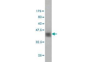 Western Blot detection against Immunogen (37. (ZNF41 抗体  (AA 221-321))