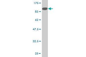 Western Blot detection against Immunogen (96. (PEPCK 抗体  (AA 1-640))