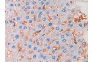 Used in DAB staining on fromalin fixed paraffin- embedded liver tissue (FGF13 抗体  (AA 1-192))