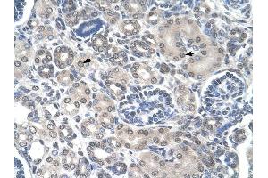 PPAT antibody was used for immunohistochemistry at a concentration of 4-8 ug/ml to stain Epithelial cells of renal tubule (arrows) in Human Kidney. (PPAT 抗体  (N-Term))