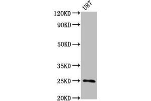 Western Blot Positive WB detected in U87 whole cell lysate All lanes CD9 antibody at 0. (Recombinant CD9 抗体)