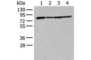 Western blot analysis of K562 Hela 231 and HT-29 cell lysates using TUBGCP4 Polyclonal Antibody at dilution of 1:300 (TUBGCP4 抗体)
