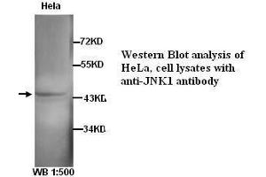 Image no. 1 for anti-Mitogen-Activated Protein Kinase 8 (MAPK8) antibody (ABIN790900) (JNK 抗体)