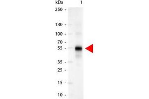 Image no. 1 for Goat anti-Human IgG antibody (Alkaline Phosphatase (AP)) (ABIN300522) (山羊 anti-人 IgG Antibody (Alkaline Phosphatase (AP)))