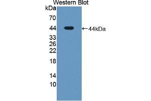 Detection of Recombinant LTBP1, Human using Polyclonal Antibody to Latent Transforming Growth Factor Beta Binding Protein 1 (LTBP1) (LTBP1 抗体  (AA 1424-1721))