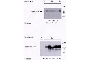 Image no. 1 for anti-EPH Receptor B1 (EPHB1) antibody (ABIN264961) (EPH Receptor B1 抗体)