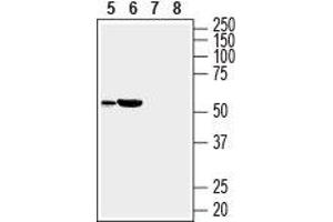 Western blot analysis of rat heart (lanes 5 and 7) and mouse heart (lanes 6 and 8) lysates: - 5, 6. (SLC35G1 抗体  (3rd Extracellular Loop))