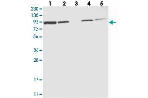 Western blot analysis of Lane 1: RT-4, Lane 2: U-251 MG, Lane 3: Human Plasma, Lane 4: Liver, Lane 5: Tonsil with EFR3A polyclonal antibody  at 1:250-1:500 dilution. (EFR3A 抗体)