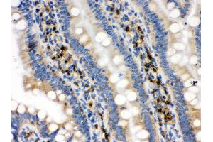 Anti- IDH2 Picoband antibody, IHC(P) IHC(P): Rat Intestine Tissue