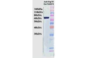 Western Blot analysis of Human HeLa cell lysates showing detection of Hsp70 protein using Mouse Anti-Hsp70 Monoclonal Antibody, Clone BB70 . (HSP70/HSC70 抗体  (Atto 488))