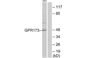 Western blot analysis of extracts from NIH-3T3 cells, using GPR173 antibody.