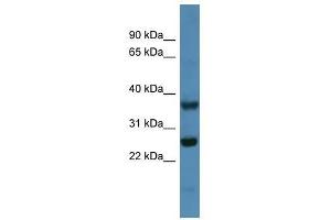 Western Blot showing Atp5f1 antibody used at a concentration of 1-2 ug/ml to detect its target protein.