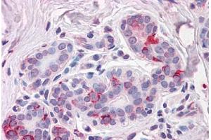 Anti-NPTN antibody  ABIN1049120 IHC staining of human breast. (NPTN 抗体  (Internal Region))