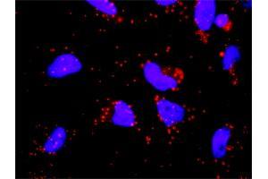 Proximity Ligation Analysis of protein-protein interactions between GP1BA and F12. (CD42b 抗体  (AA 1-626))