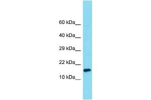 Host: Rabbit Target Name: MNF1 Sample Type: 293T Whole Cell lysates Antibody Dilution: 1. (MNF1 抗体  (C-Term))
