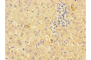 Immunohistochemistry of paraffin-embedded human liver tissue using ABIN7156249 at dilution of 1:100 (ING3 抗体  (AA 51-223))