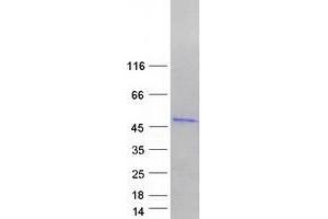 Validation with Western Blot (METTL8 Protein (Myc-DYKDDDDK Tag))