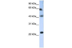 Western Blotting (WB) image for anti-Tetraspanin 3 (TSPAN3) antibody (ABIN2459035) (Tetraspanin 3 抗体)